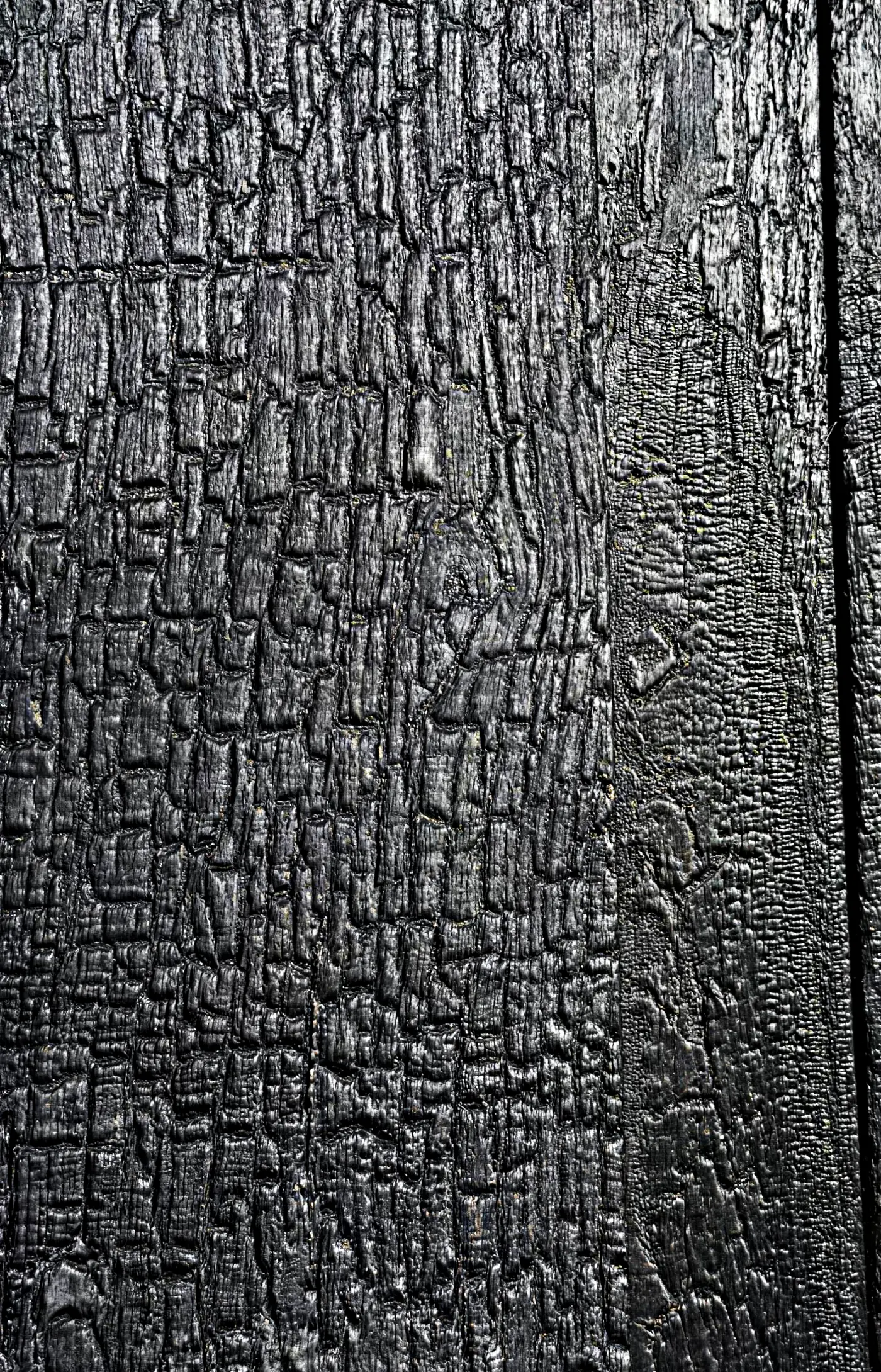 Chêne brûlé peau de crocodile, relief craquelé